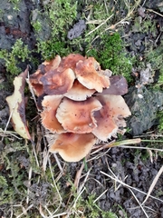 Fungi
