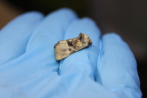 Multicolored Sedgeminer Moth photo 5