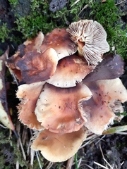 Fungi