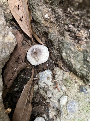 Lepiota atrodisca