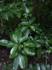 Melicytus ramiflorus