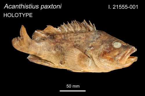 Paxton's wirrah (Acanthistius paxtoni) — Serranidae