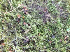 Kindbergia praelonga