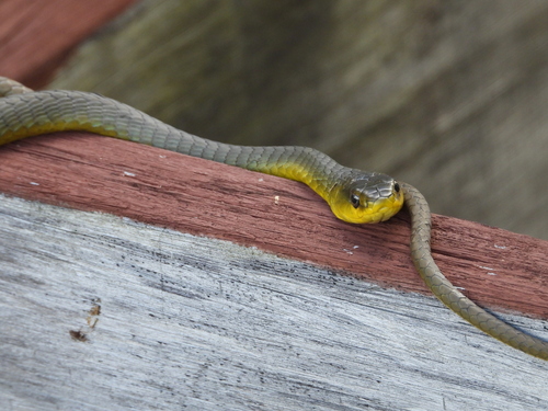 Common Tree Snake sighting