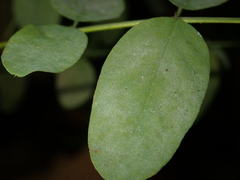 Erysiphe palczewskii