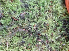 Kindbergia praelonga