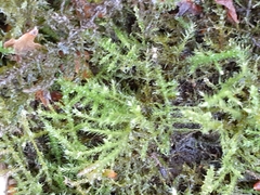 Kindbergia praelonga
