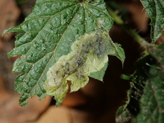 Agromyza pseudoreptans