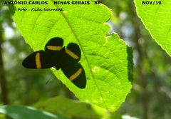 Panara soana