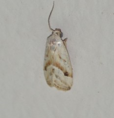 Micrathetis