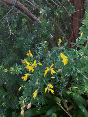Genista monspessulana