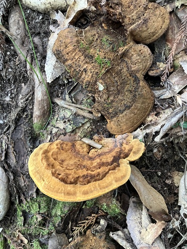 Fulvoderma scaurum