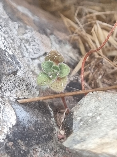 Aichryson villosum, photograph 5
