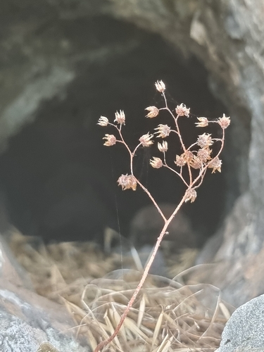 Aichryson villosum, photograph 6
