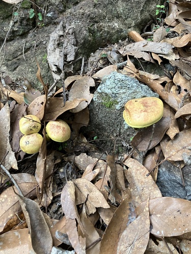 Pulveroboletus ravenelii