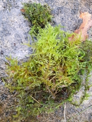 Kindbergia praelonga