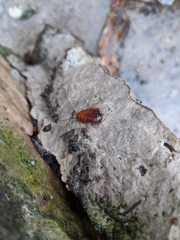 Parcoblatta pennsylvanica