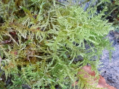 Kindbergia praelonga