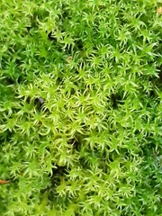 Vinealobryum insulanum