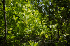 Premna serratifolia