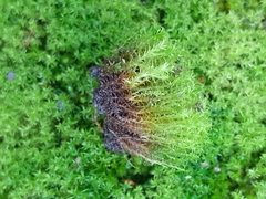 Vinealobryum insulanum