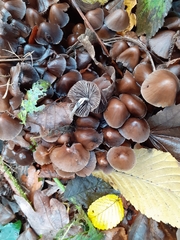 Fungi