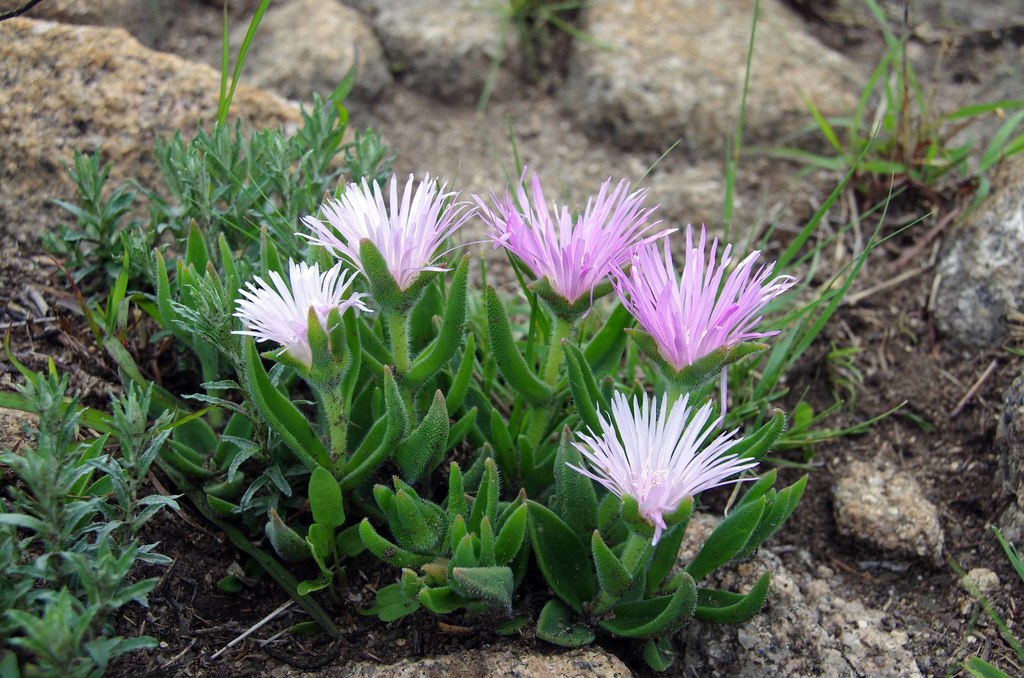 Flatleaf Sheepfig