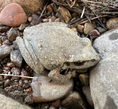 Rhyaconastes booroolongensis
