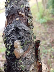 Myxarium nucleatum