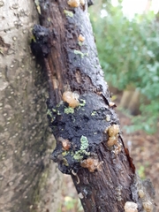 Myxarium nucleatum