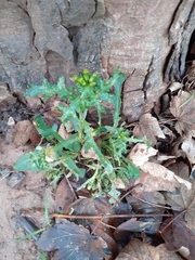 Senecio vulgaris