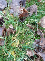 Poa annua