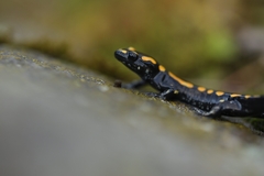 Caucasian Salamander photo 2