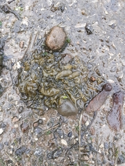 Nostoc commune