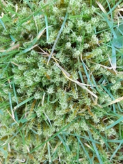 Rhytidiadelphus squarrosus