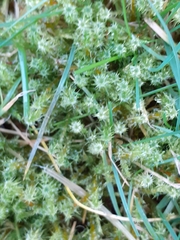 Rhytidiadelphus squarrosus