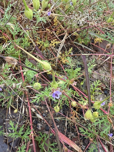Stephan's Stork's-bill