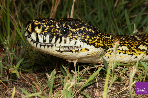 Diamond Python sighting