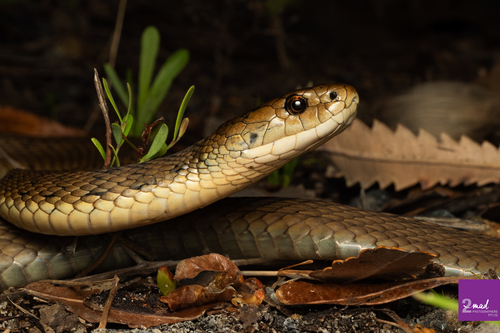 Rough-scaled Snake sighting