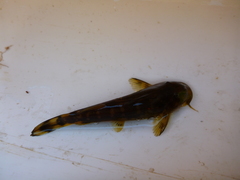 Chiloglanis pretoriae