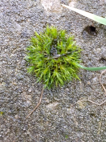 Image of Vinealobryum vineale by (c) Susan Marley, some rights reserved (CC BY)