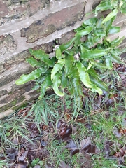 Asplenium scolopendrium