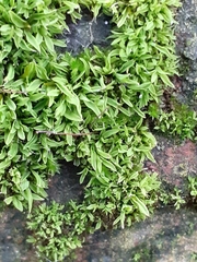 Tortula muralis