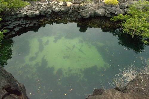 Whitetip Reef Shark (Triaenodon obesus), a species recorded in Hawaii