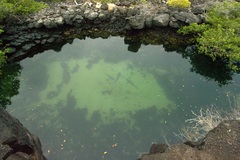 ネムリブカ