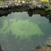 ネムリブカ