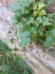 Geranium robertianum