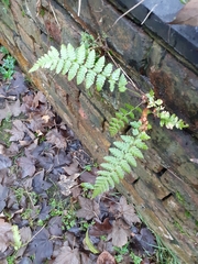 Dryopteris filix-mas