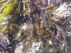 Sarcothalia marginifera