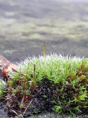 Tortula muralis